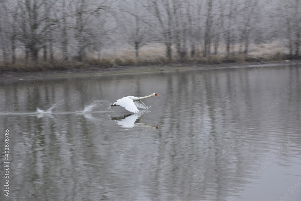 Cygne 5 Cygne 5