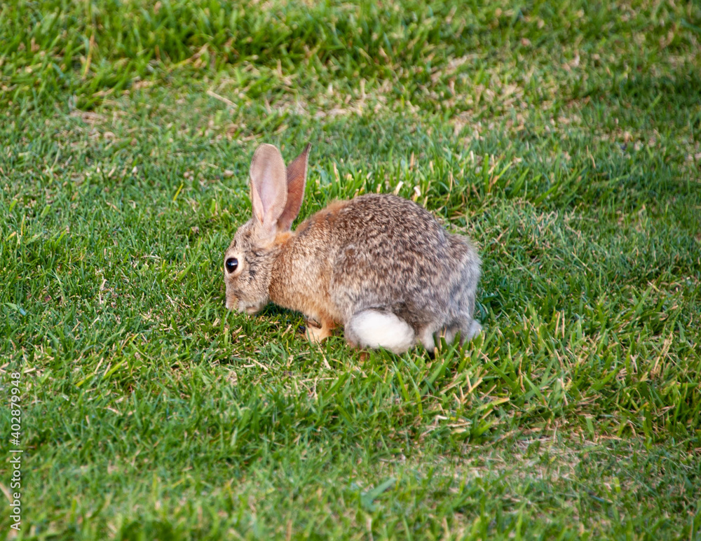 Fototapeta premium Desert Cotton Tail, Sonata Park, Henderson, NV.