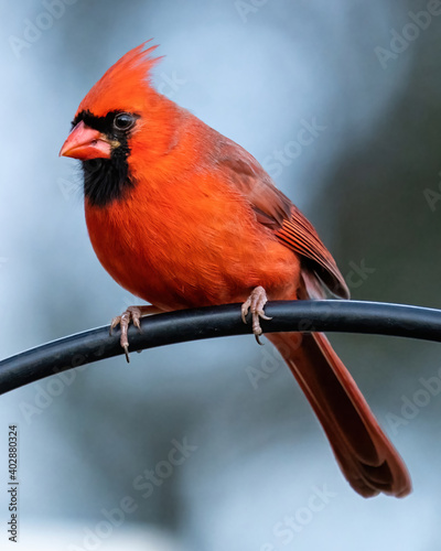 Tablou canvas Male cardinal posing on a feeder