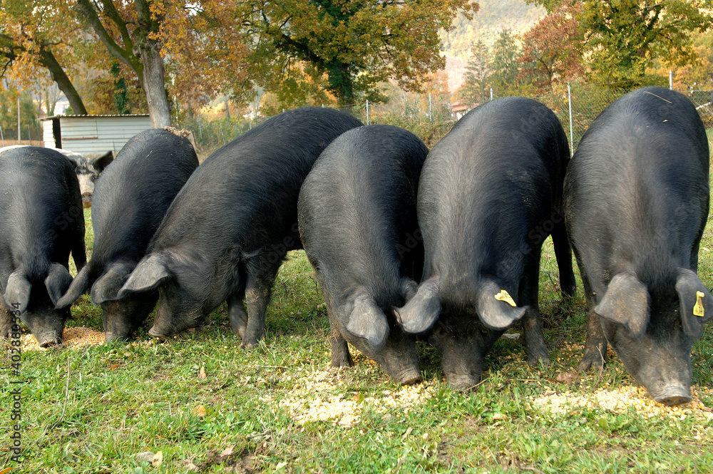 black pig of Sabini mountain near Rieti in Lazio region near Rome black pig of Sabini mountain near Rieti in Lazio region near Rome