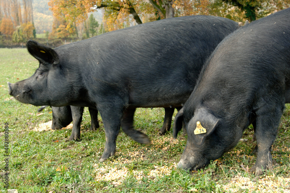 black pig of Sabini mountain near Rieti in Lazio region near Rome black pig of Sabini mountain near Rieti in Lazio region near Rome