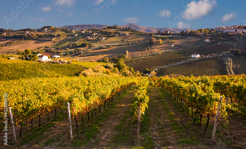 Panoramic view to vineyard on hills in fall  winery and wine making