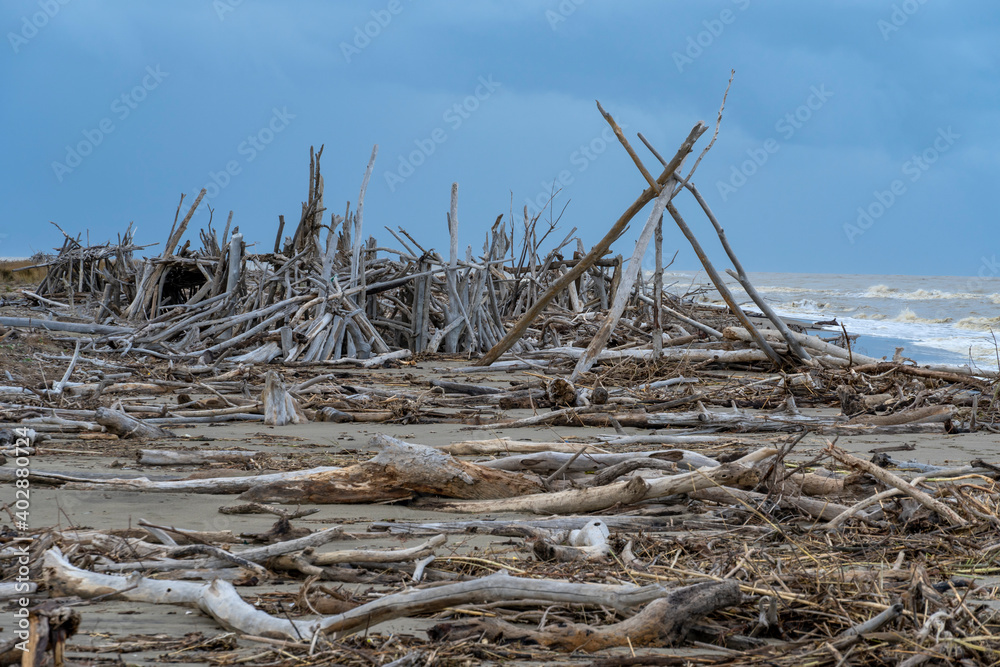 Italy Tuscany Maremma Grosseto, beach called delle capanne of Principina a mare, tree trunks carried by the storms