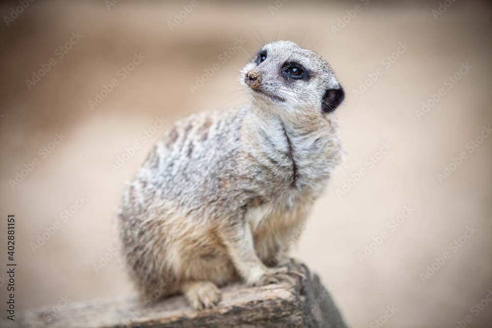 meerkat on guard meerkat on guard