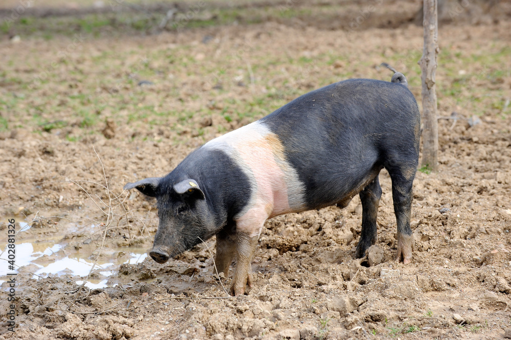 black pig called Cinta Senese typical of Tuscany area and surroundings of Siena who lives free in nature on the edge of the forest black pig called Cinta Senese typical of Tuscany area and surroundings of Siena who lives free in nature on the edge of the forest