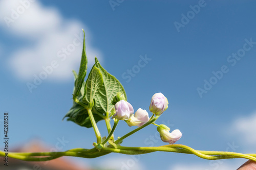 Young stalks of a string bean in blossom