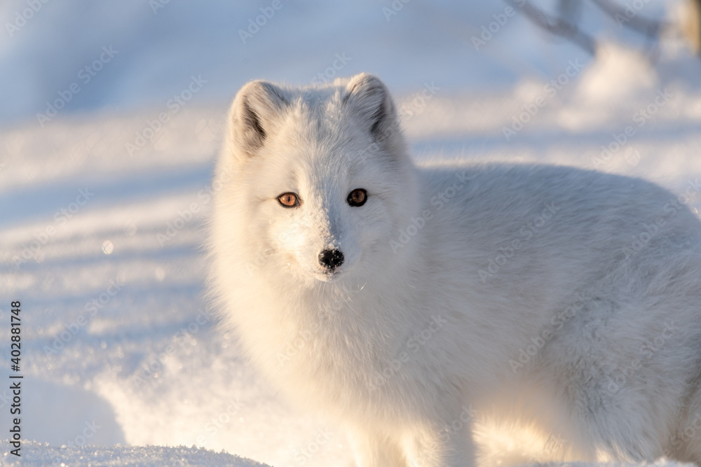 Bright, white and adorable arctic fox seen in winter time with snowy landscape background and bright orange eyes. 