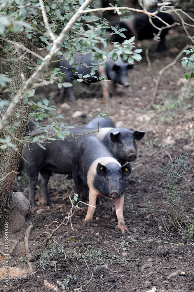 black pig called Cinta Senese typical of Tuscany area and surroundings of Siena who lives free in nature on the edge of the forest black pig called Cinta Senese typical of Tuscany area and surroundings of Siena who lives free in nature on the edge of the forest
