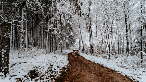 Forêt enneigée photo