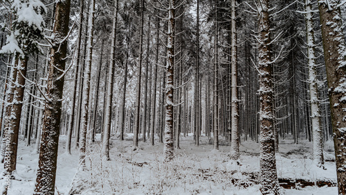 Forêt enneigée photo