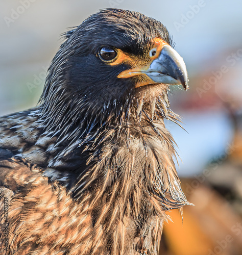 Εκτύπωση καμβά Extreme close up of striated caracara, bird of prey from Falkland Islands