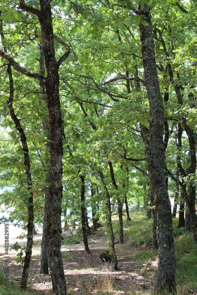 Obraz premium trees in the forest