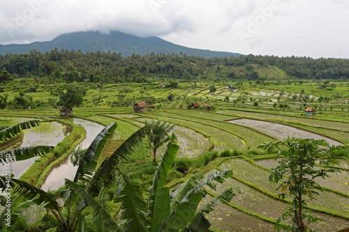 The area around Tirta Gangga is noted for its rice paddy terraces. Bali Island. Indonesia. Asia.