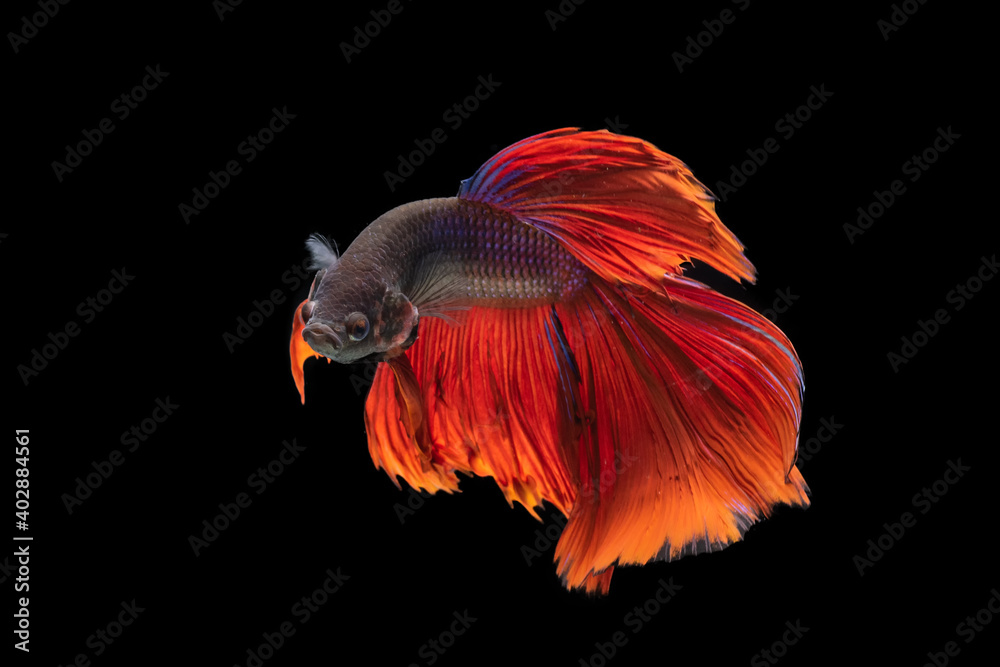Obraz premium Red betta fighting fish on black background
