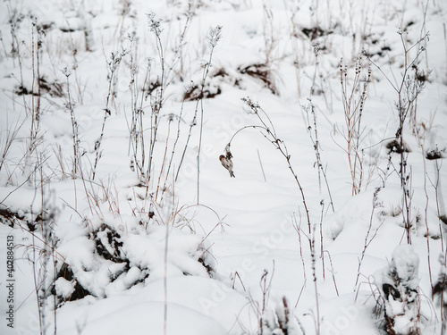 A small tap-dancing bird feeds in winter on a snowy field. A bird in the wild.