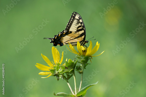 Butterfly 2020-13 / Tiger Swallowtail (Papilio glaucus) 