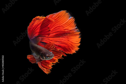 Photography Red betta fighting fish on black background