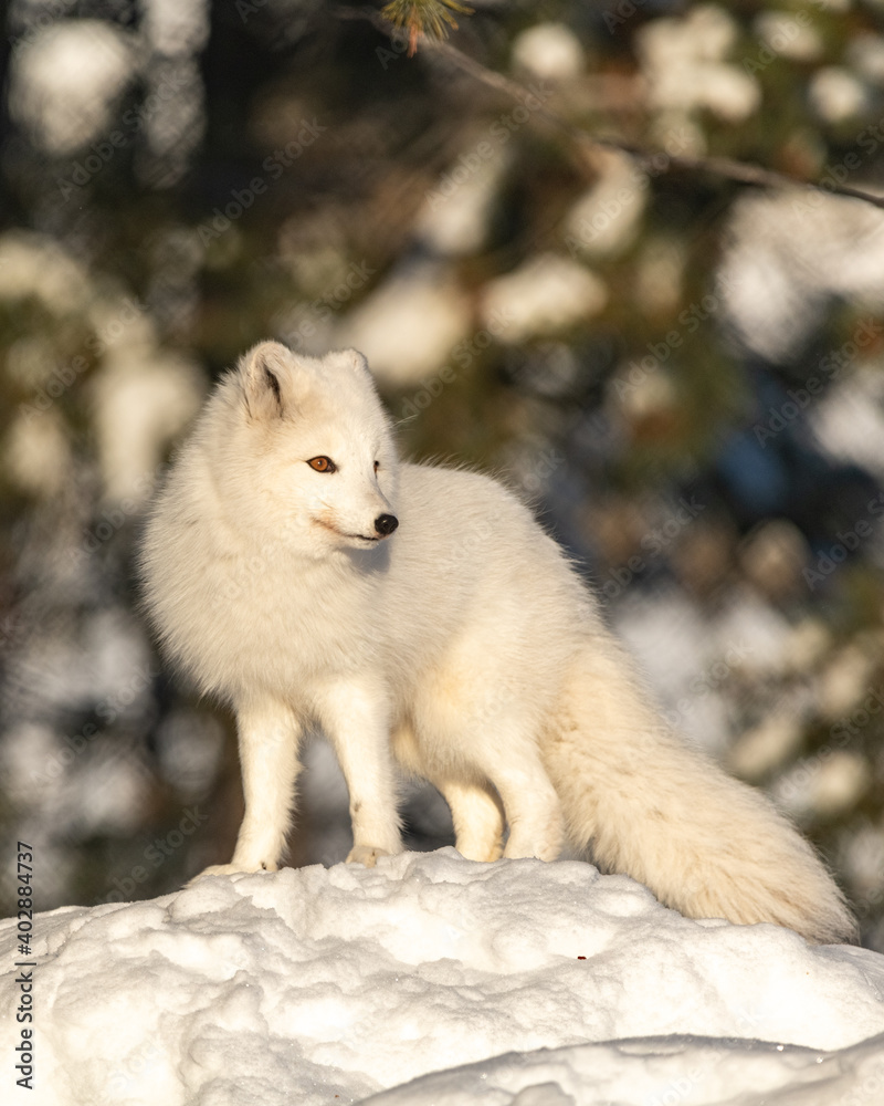 Winter landscape in northern Canada with a bright, white arctic fox single and alone standing on top a snowy hill on a sunny day. 