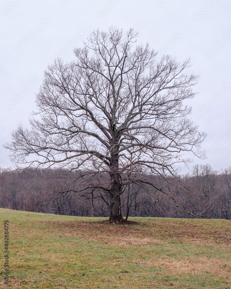Fototapeta premium Bare tree in a field