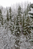Winter scene with snowy trees in December in Latvia