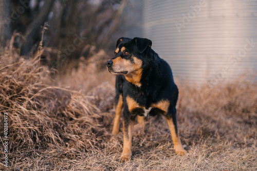 Portrait of a pet Rottweiler on a farm 