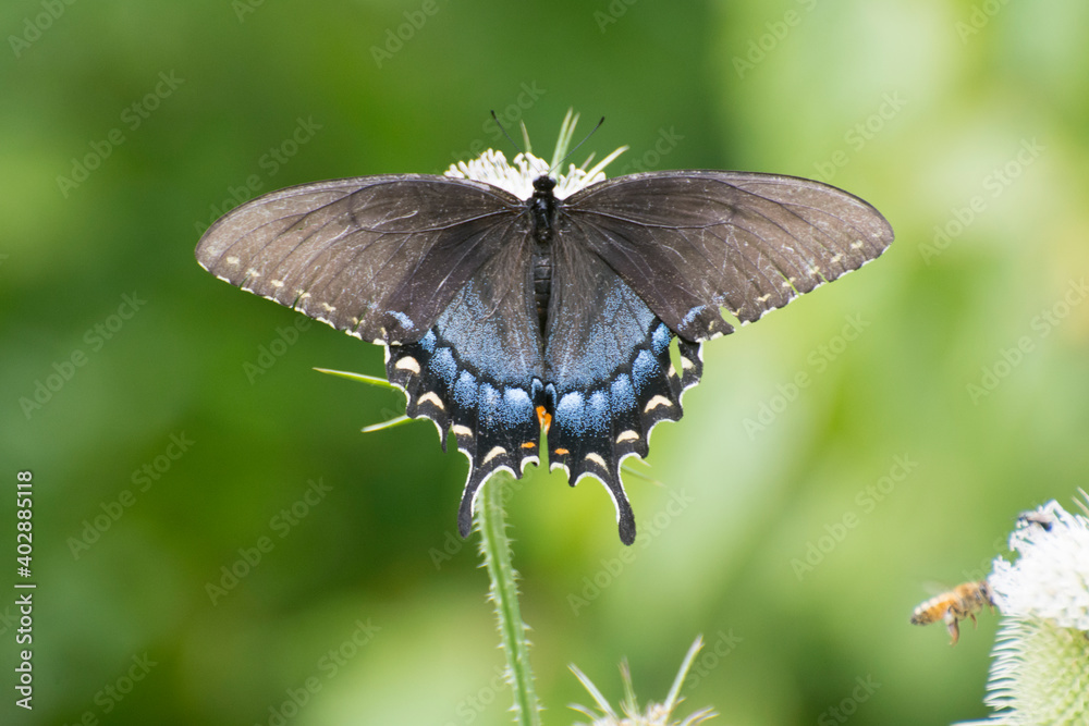 Fototapeta premium Butterfly 2020-14 / Eastern Tiger Swallowtail (Papilio glaucus)