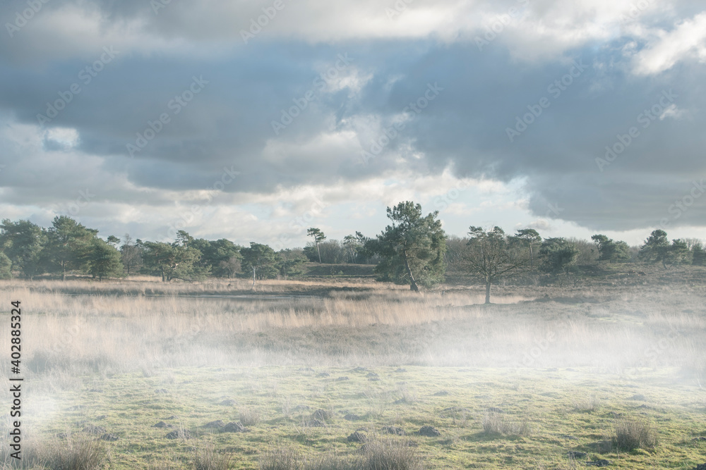 Foggy Swampland in the winter under a blue sky. Winter landscape in the Netherlands. Location: Maasduinen, Noord Limburg Foggy Swampland in the winter under a blue sky. Winter landscape in the Netherlands. Location: Maasduinen, Noord Limburg