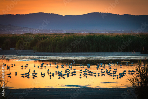 sunset over the lake, burgenland, neusiedler see, podersdorf, national park