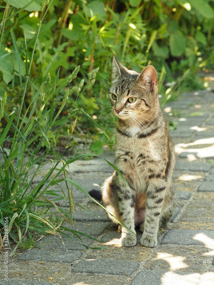 cat in the garden