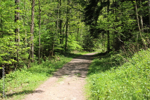 Waldweg Richtung Karlsruher Grat bei Ottenhöfen im Schwarzwald photo