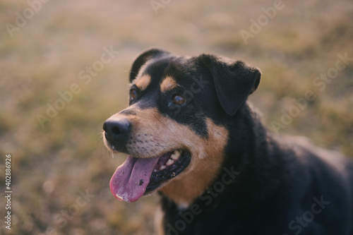 portrait of a Rottweiler at sunset on a farm 