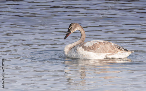 Young swans with brown feathers are playing in open water 