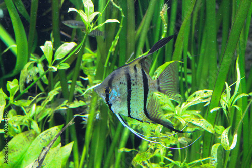 fish in the grass