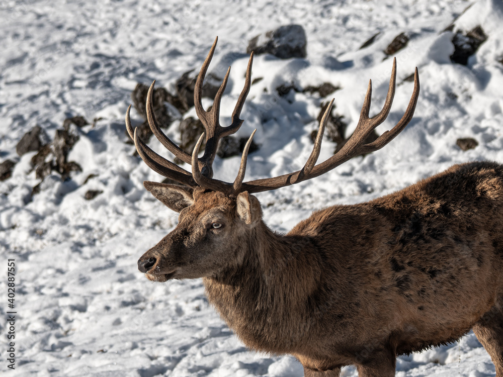 Hirsch mit Geweih im Winter Hirsch mit Geweih im Winter