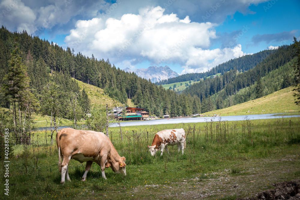 Obraz premium cows on the mountain, lake, styria, schladming, austria