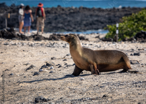 Adult Galapagos Sea Lion (Zalophus wollebaeki) in Galapagos Islands with tourists in the background.