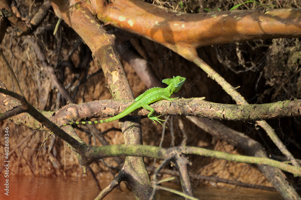 Naklejka premium Ein grüner Stirnlappen Basilisk auf einer Wurzel über einem Fluss