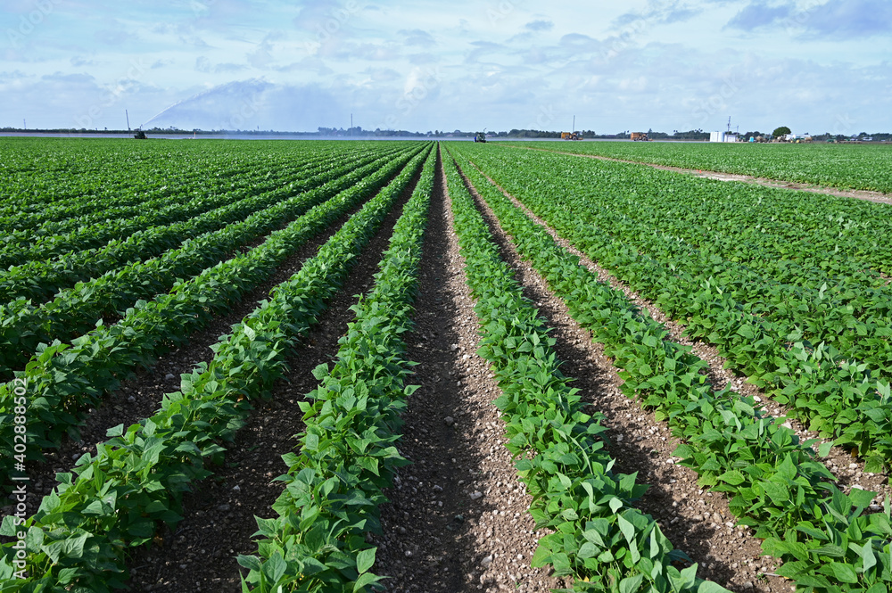 Planted green rows of vegetables in fields near Homestead, Florida on sunny winter morning with irrigation trucks in background. Planted green rows of vegetables in fields near Homestead, Florida on sunny winter morning with irrigation trucks in background.