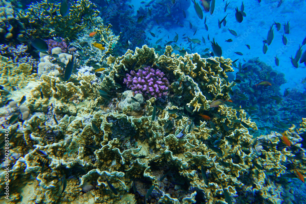 Fototapeta premium Coral reef of The turquoise Caribbean Sea. Blue Water. Relaxed, Curacao, Aruba, Bonaire, Animal, Scuba Diving, Ocean, Under The Sea, Underwater Photography, Snorkeling, Tropical Paradise.