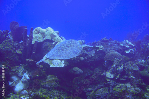 Beautiful Sea Turtle Swimming In The Caribbean Sea. Blue Water. Relaxed, Curacao, Aruba, Bonaire, Animal, Scuba Diving, Ocean, Under The Sea, Underwater Photography, Snorkeling, Tropical Paradise.