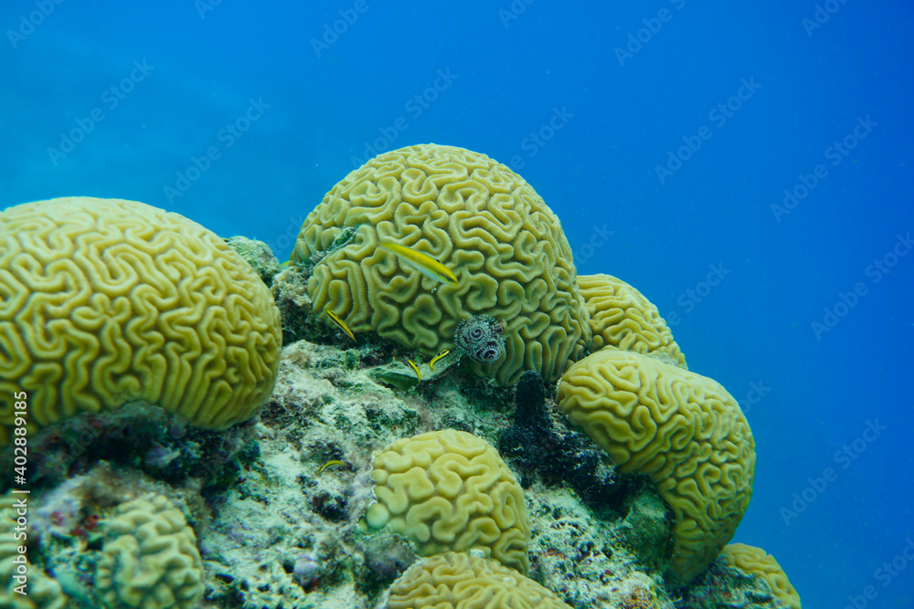 Beautiful Sea Turtle Swimming In The Caribbean Sea. Blue Water. Relaxed, Curacao, Aruba, Bonaire, Animal, Scuba Diving, Ocean, Under The Sea, Underwater Photography, Snorkeling, Tropical Paradise. Beautiful Sea Turtle Swimming In The Caribbean Sea. Blue Water. Relaxed, Curacao, Aruba, Bonaire, Animal, Scuba Diving, Ocean, Under The Sea, Underwater Photography, Snorkeling, Tropical Paradise.