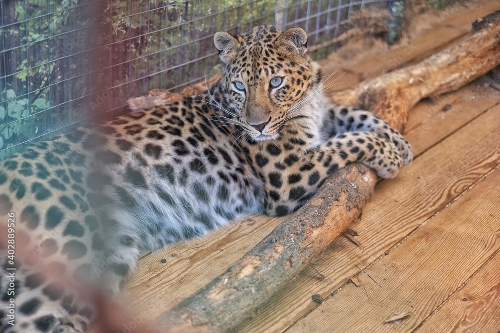 Fototapeta premium leopard in the zoo