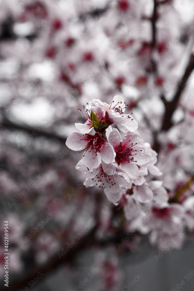 blooming peach in spring in cloudy weather with rain blooming peach in spring in cloudy weather with rain