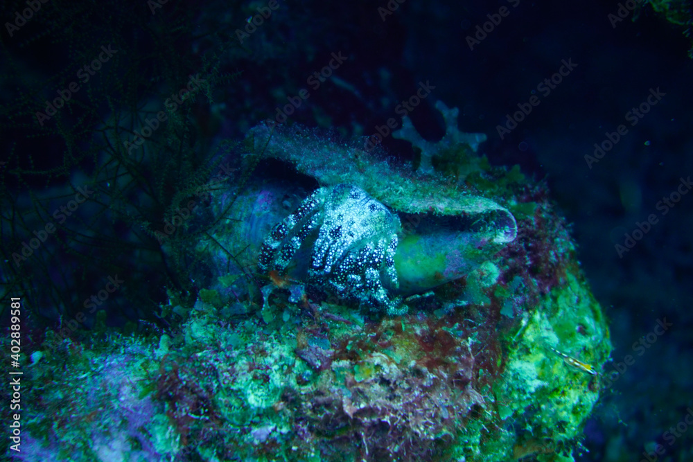 Fototapeta premium Crab in a shell In The Caribbean Sea. Blue Water. Relaxed, Curacao, Aruba, Bonaire, Animal, Scuba Diving, Ocean, Under The Sea, Underwater Photography, Snorkeling, Tropical Paradise.