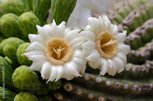 Saguaro Cactus Flowers (Carnegiea gigantea)
