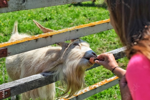 child feeding horse