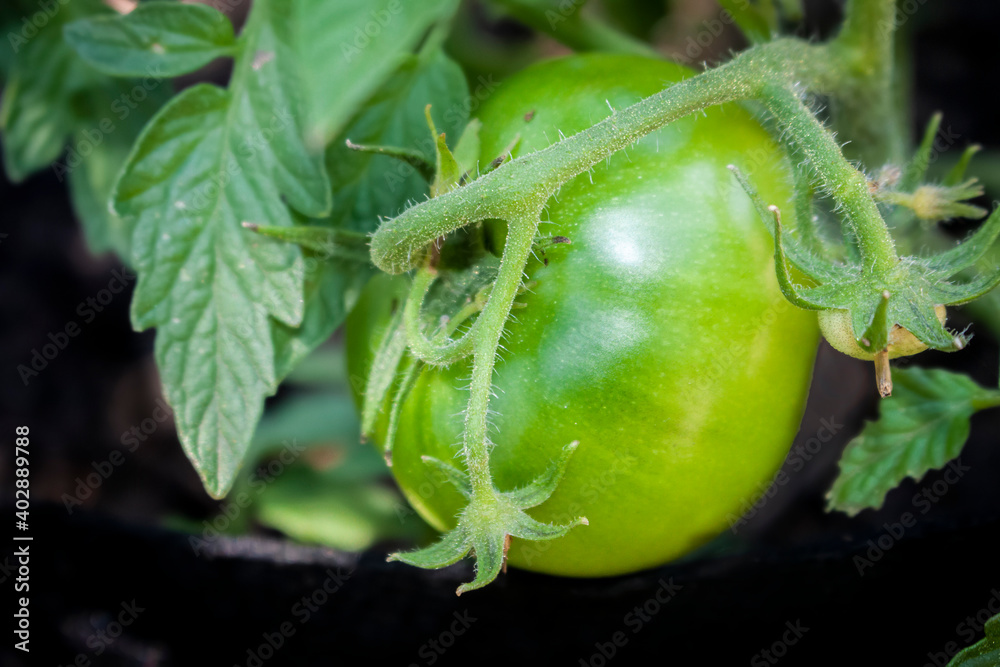 Green tomato on a vine against dark background with blurred leaves - close-up Green tomato on a vine against dark background with blurred leaves - close-up