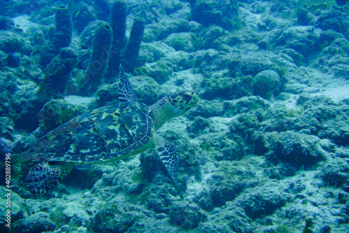Beautiful Sea Turtle Swimming In The Caribbean Sea. Blue Water. Relaxed  Curacao  Aruba  Bonaire  Animal  Scuba Diving  Ocean  Under The Sea  Underwater Photography  Snorkeling  Tropical Paradise.