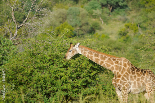 giraffe eating grass