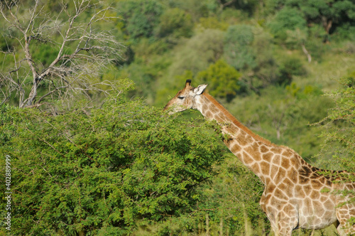 Photography giraffe in the savannah